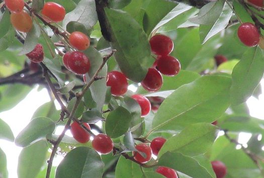 グミは美味しい 家の雑木林１ 田舎のブログ 楽天ブログ