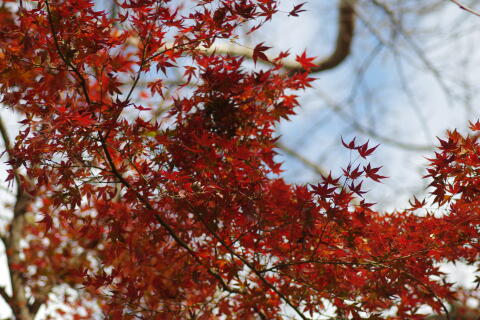 井の頭恩賜公園の紅葉