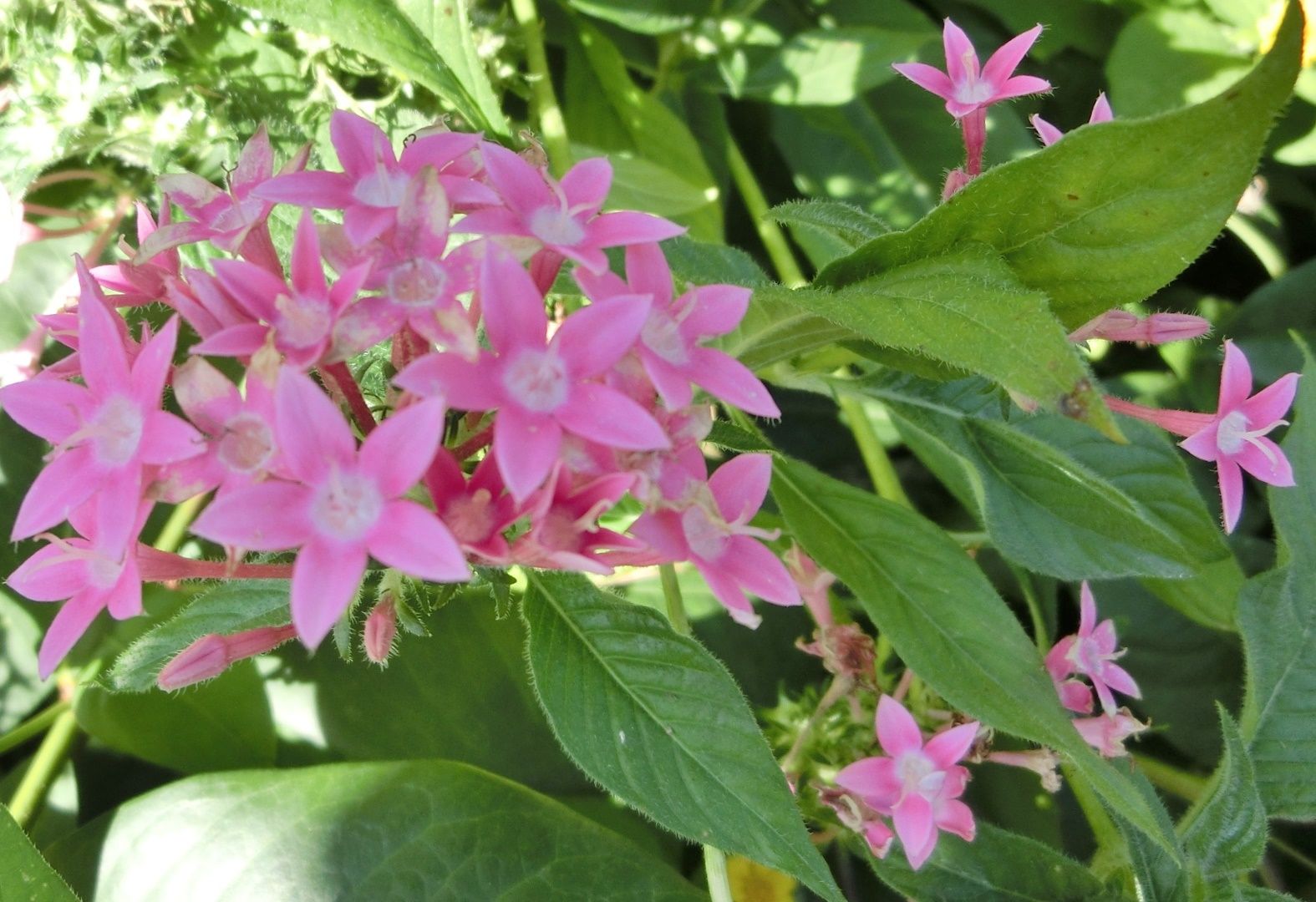 京都府立植物園で見た クササンタンカ ウラムラサキ他 だい のひとりごと 楽天ブログ