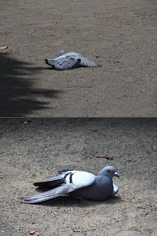 hato6102.jpg