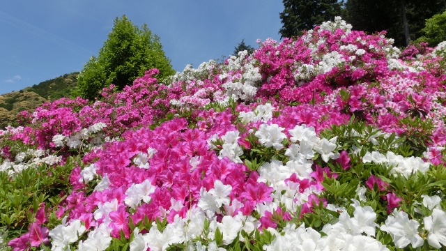 ２０１４　三室戸寺のつつじ　その２