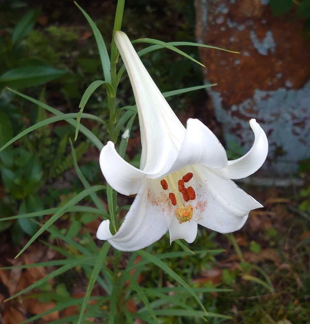 庭の花 シンテッポウユリ 新鉄砲百合 歩人のたわごと 楽天ブログ