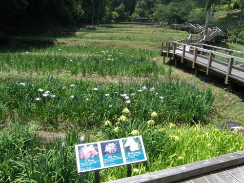 20140530_520.jpg