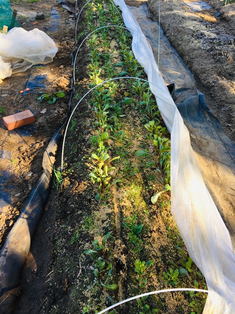 赤カブの間引き 除草 追肥 Futtutyの菜園ブログ 楽天ブログ 赤カブの間引き 除草 追肥 Futtutyの菜園ブログ 楽天ブログ