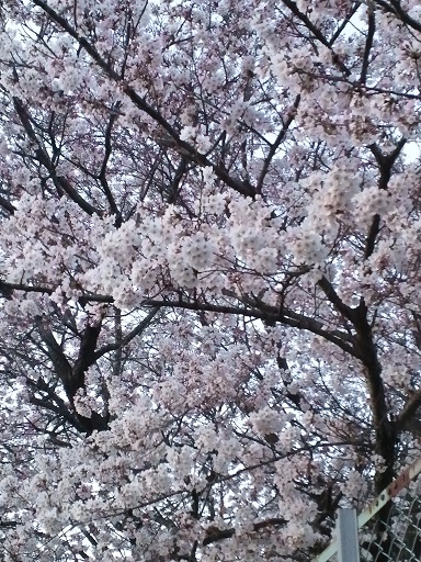 桜