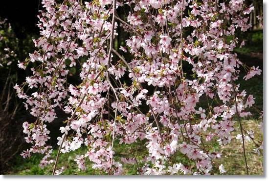 樹木公園-18 枝垂豆桜 15.4.18