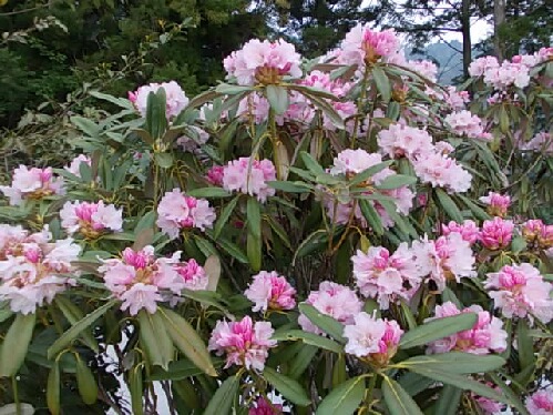 石楠花.jpg