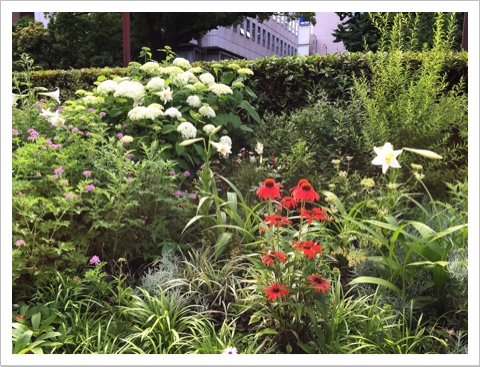 横浜市役所の花壇