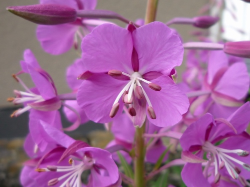 P1150287 (500x375).jpg