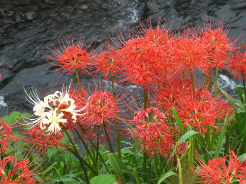 小出川の彼岸花