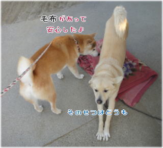 トムちゃん毛布2.jpg