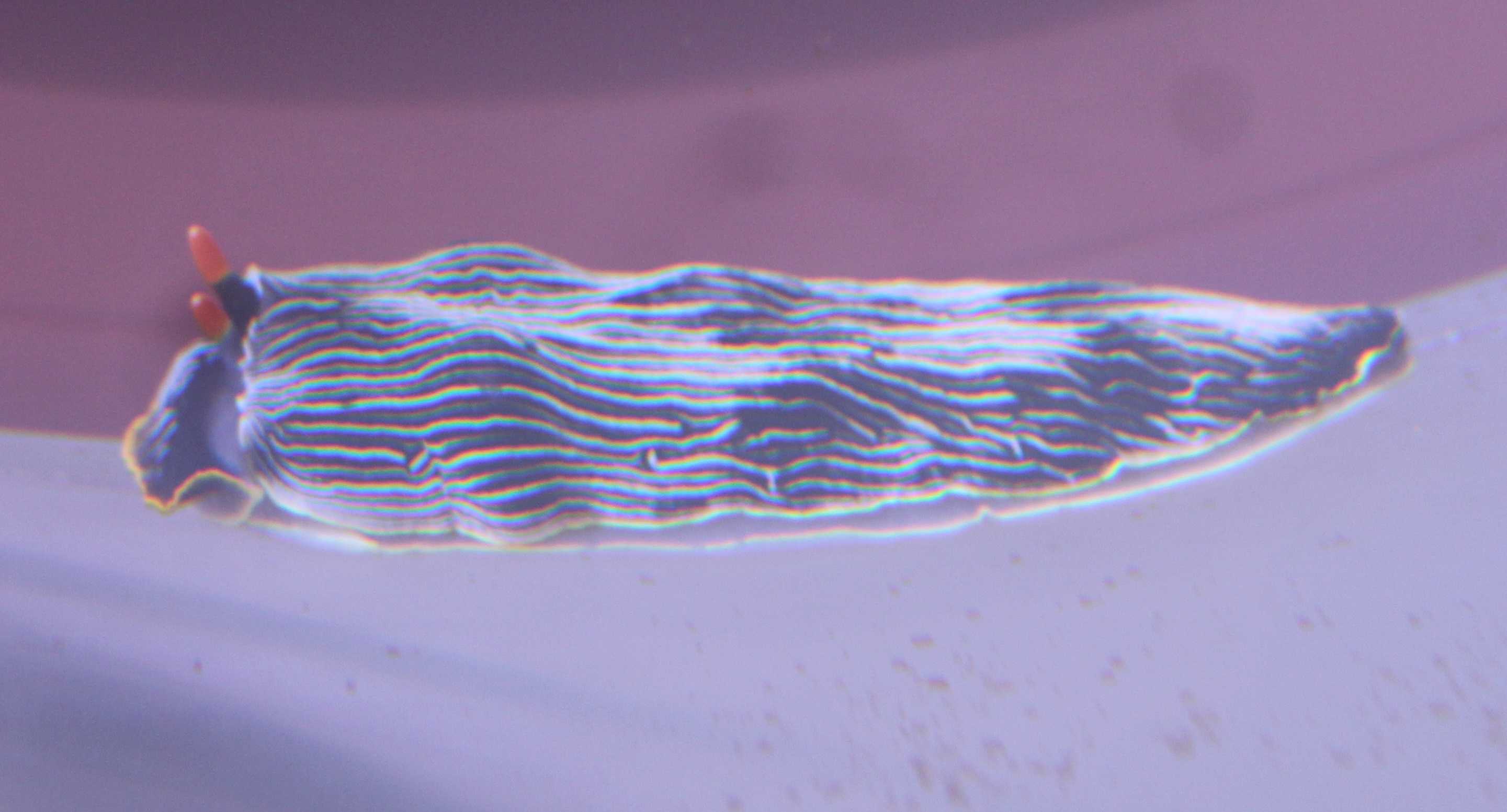 ダイオウタテジマウミウシ Elfin S Note 楽天ブログ