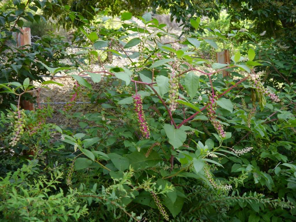 P1080224.JPG