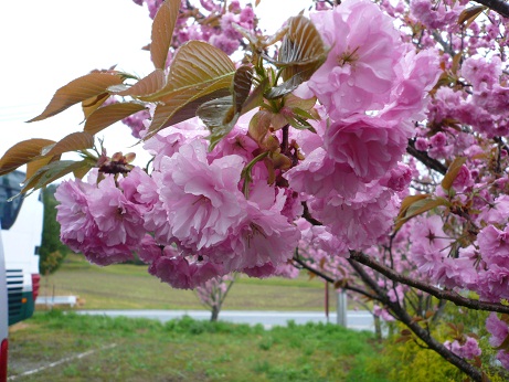 八重桜.jpg