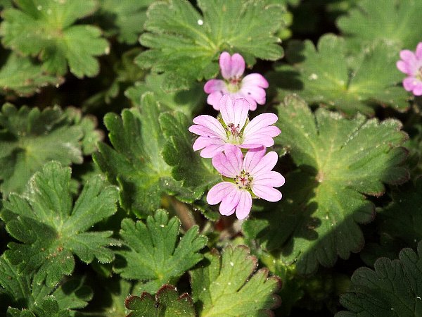 yawaragefuuro- 33-b.jpg