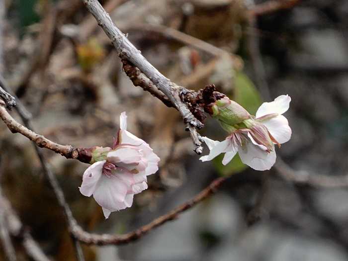 枝垂れ山桜3