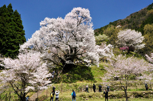 桜２