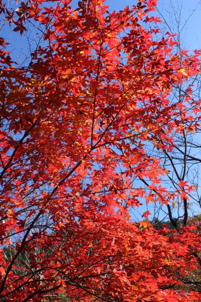 八幡峠の紅葉