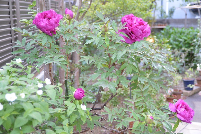 2015.4.29 023.JPG