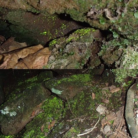 3年ぶりの羅臼岳登山 | 羅臼ゲストハウス 旅人の宿 とおまわり ななめブログ - 楽天ブログ