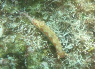 センテンイワウミウシ