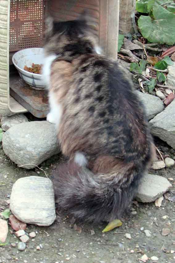 我が家のニャンコ♪2016/1/23-03