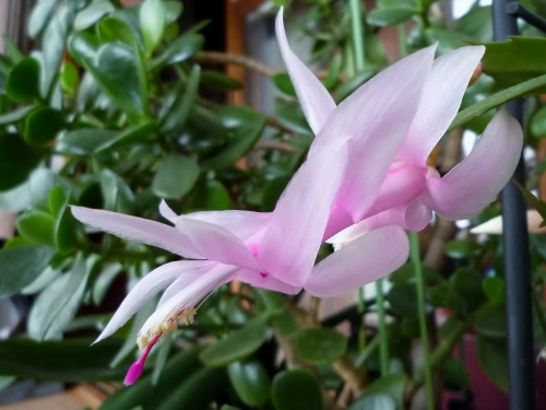 P1140537 (500x375).jpg