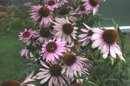 2015071903.jpg