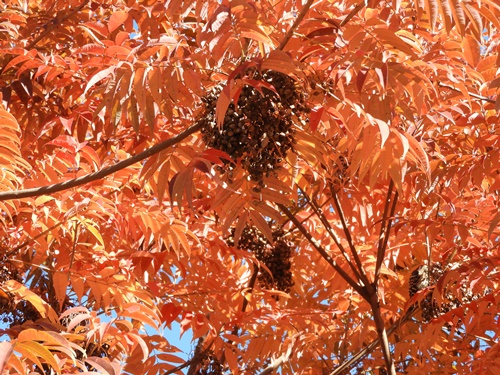 旧芝離宮恩賜庭園