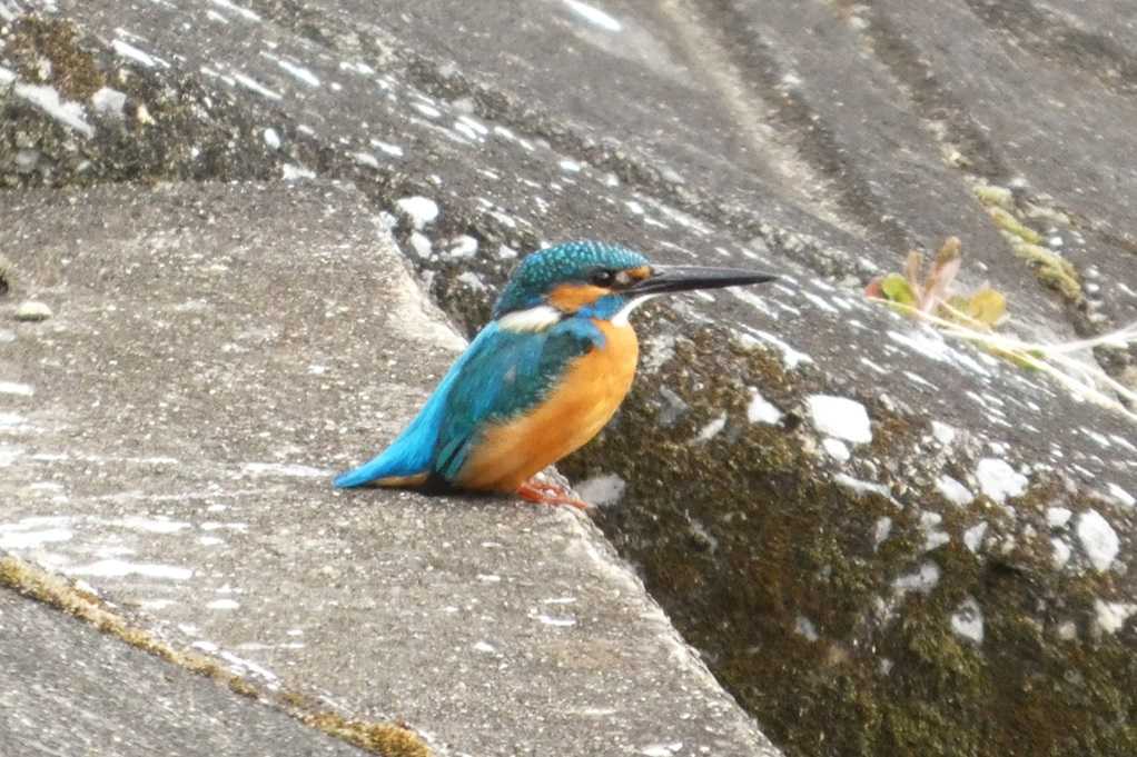 515