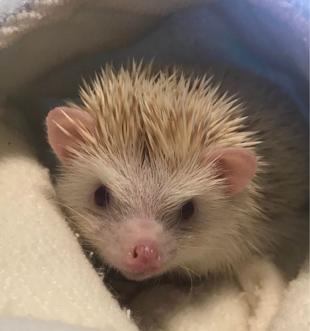 ぼくのお嫁ちゃん ハリネズミとビールな毎日 楽天ブログ