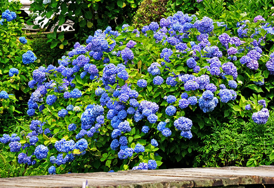 紫陽花２