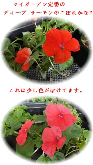 こぼれ種の開花