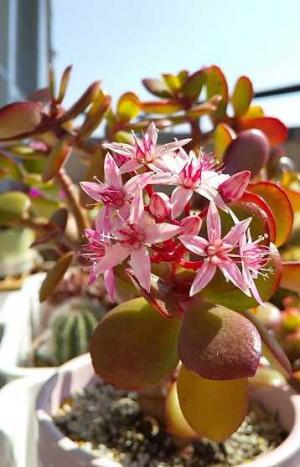 キンギョ草 花がら摘み 緑のお世話と観察日記 楽天ブログ キンギョ草 花がら摘み 緑のお世話と観察日記 楽天ブログ