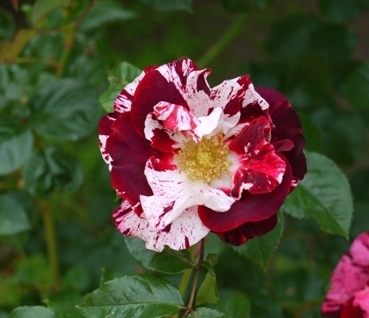 メインチアホッペア3