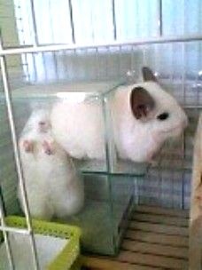 チンチラ の記事一覧 チンチラのいた部屋 その後 楽天ブログ