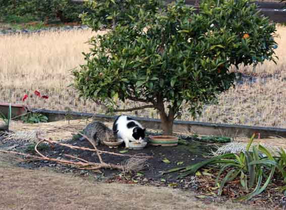 我が家のニャンコ♪2013/12/21-5