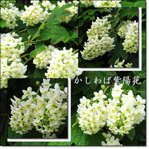 カシワバ紫陽花