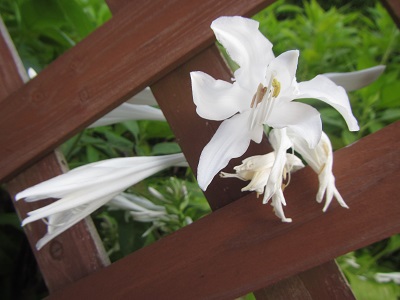 花２２.jpg