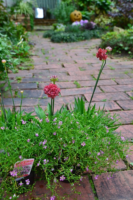 DSC_0402.JPG