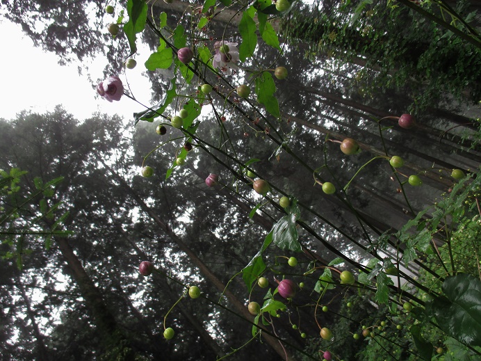 IMG_0701.JPG
