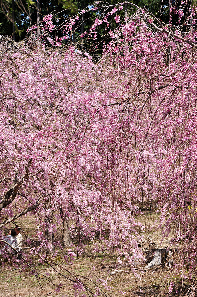 桜６