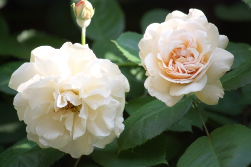 20160518002.JPG