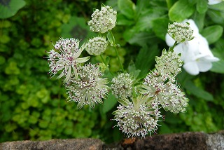 P1080031ss.jpg