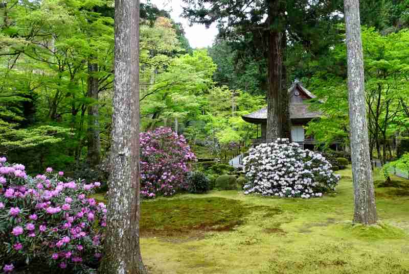 新緑や苔が美しい！ 三千院 | お散歩うさぎさんのブログ 《京都・いろ