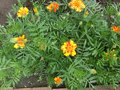 マリーゴールド