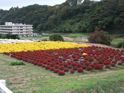 20131110ざる菊