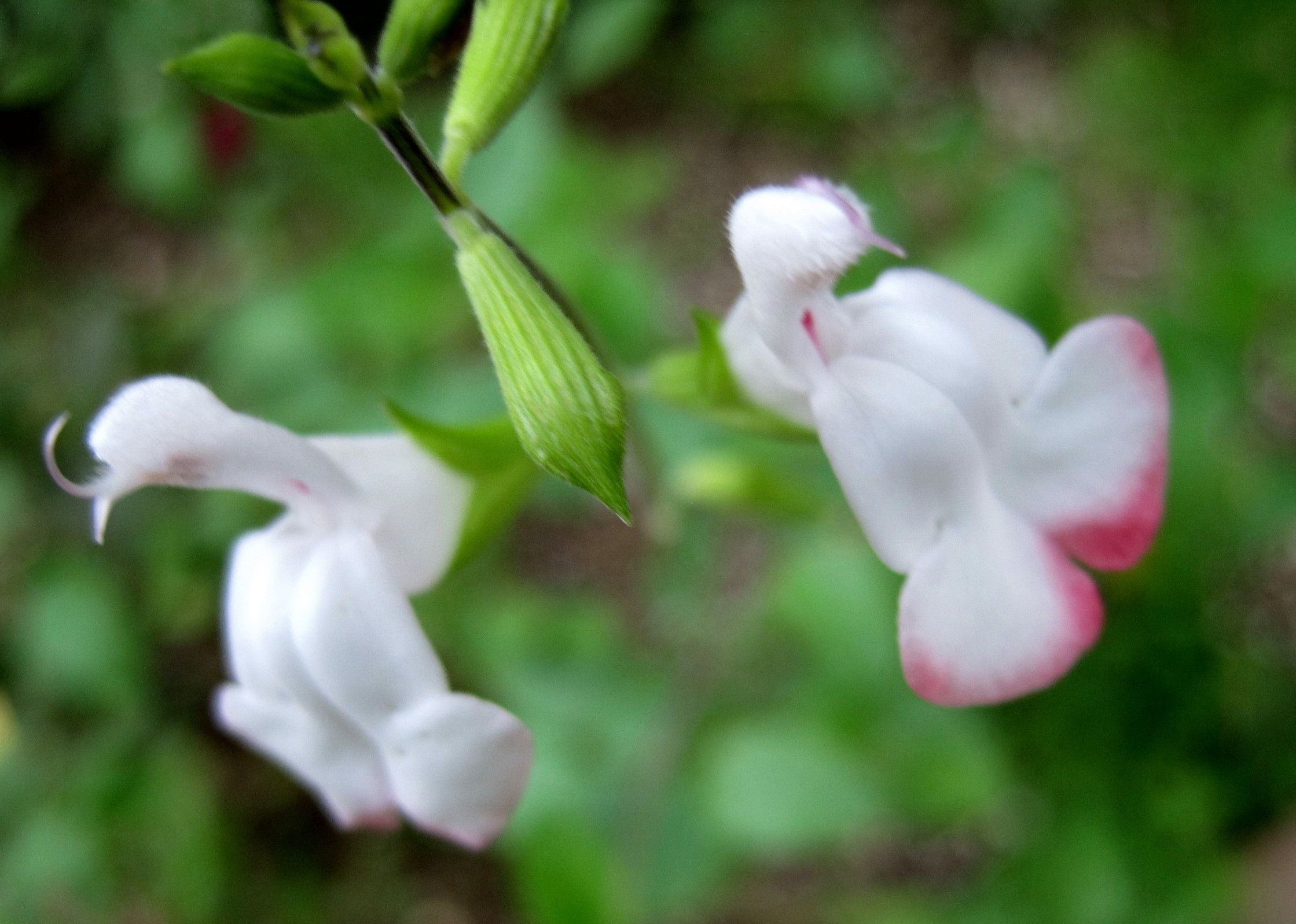 植物紹介 たねをまく日々 楽天ブログ