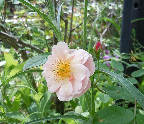 2012年5月24日  コーネリア.jpg
