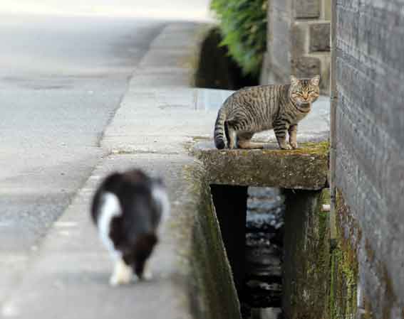 我が家のニャンコ♪2013/12/25-3